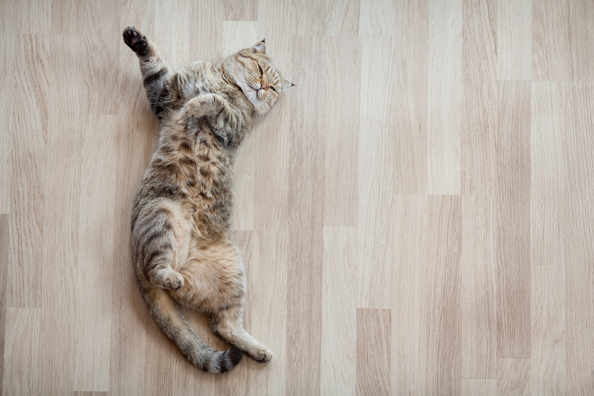 cat top view lying on parquet floor