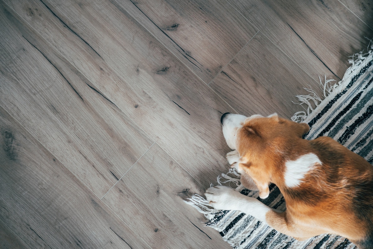 beagle dog peacefully sleeping on striped mat on laminate floor.